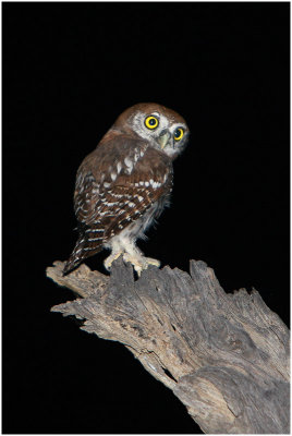 Pearlspotted Owlet