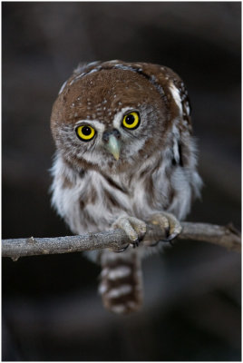 Pearlspotted Owlet