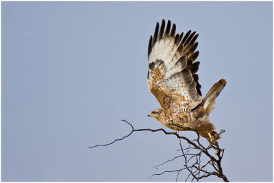 Steppe Buzzard