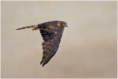 Harriers