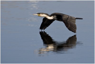 White-breasted Cormorant