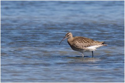 Whimbrel