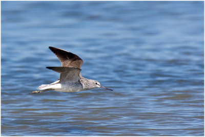 Common Greenshank