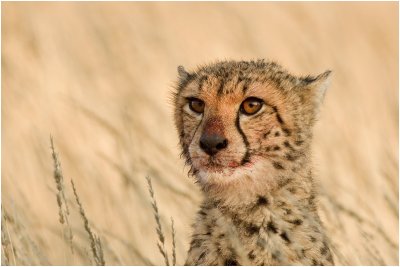 Young Cheetah