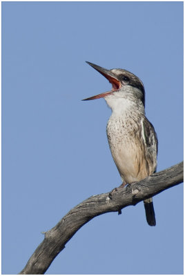 Striped Kingfisher