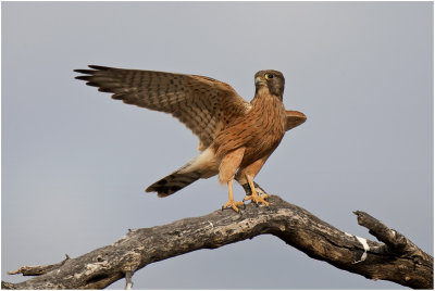 Rock Kestrel