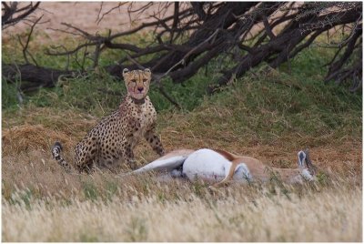 Cheetah at kill