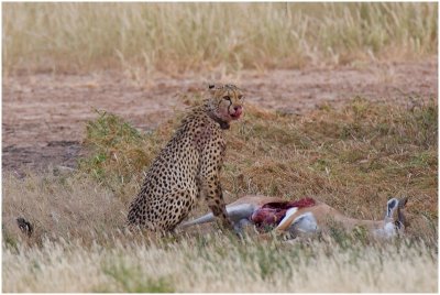 Cheetah at kill