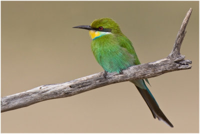 Swallowtailed Bee-eater