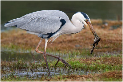 Grey Heron (Intaka)