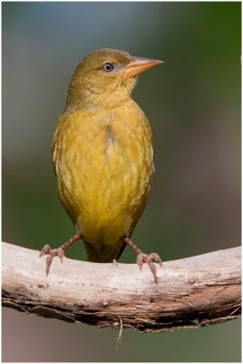 Female Cape Weaver