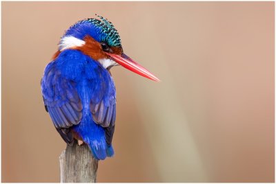 Malachite Kingfisher, Intaka Island