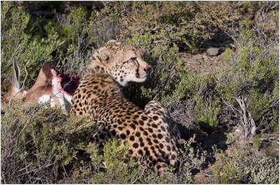 Cheetah on Springbok kill