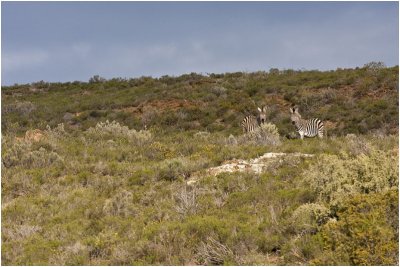 Zebra in Landscape