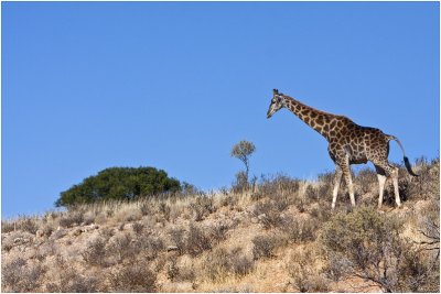 Giraffe on dune