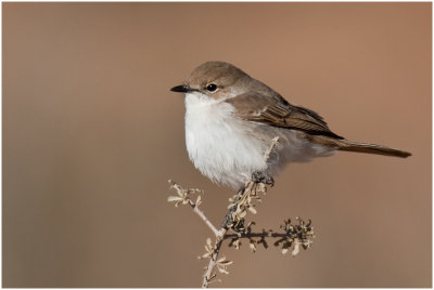 Marico Flycatcher