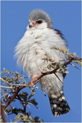 Pygmy Falcon