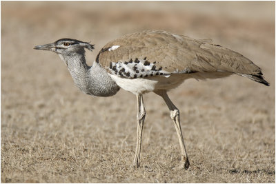 Kori Bustard