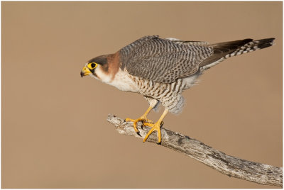 Red-necked Falcon