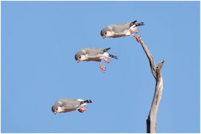 Pygmy Falcon attack