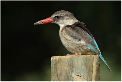Brown-hooded Kingfishers