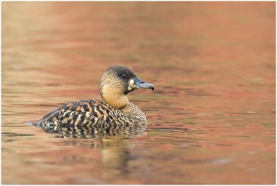 White-backed Duck