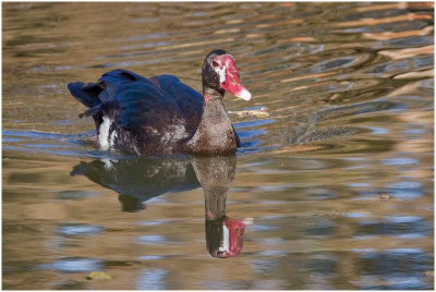 Spurwinged Geese