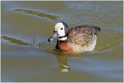 White-faced Duck