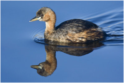 Female Little Grebe