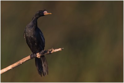 Reed Cormorant