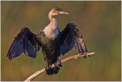 White-breasted Cormorant