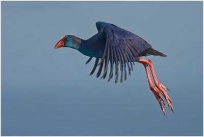 Purple Gallinule