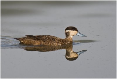 Hottentot Teal