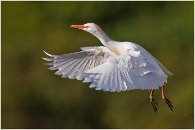 Cattle Egret