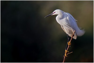 Little Egret