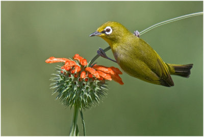 Cape White-eye
