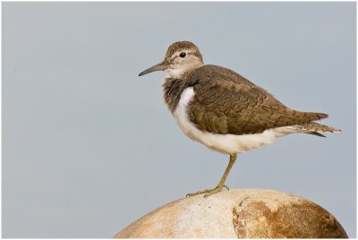 Common Sandpiper