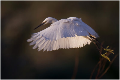 Little Egret