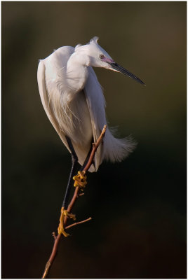 Little Egret