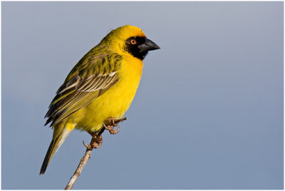 Southern Masked Weaver