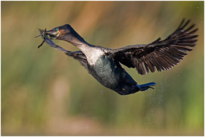 White-breasted Cormorant