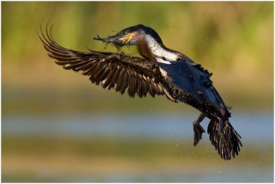 White-breasted Cormorant