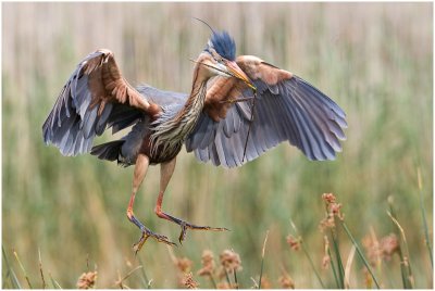 Purple Heron
