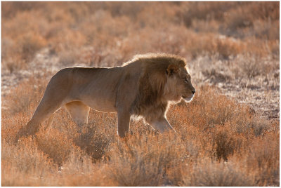 Kalahari Lion in morning light