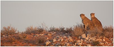 Cheetahs in morning light