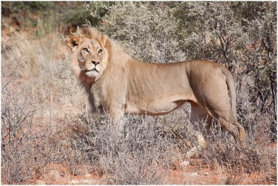 Young Kalahari Lion