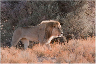 Young Kalahari Lion