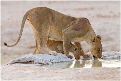 Lions, Etosha