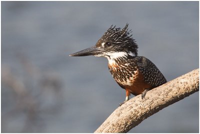 Giant Kingfisher, Ngepi (Caprivi)