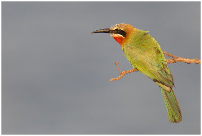 White-fronted Bee-eater, Ngepi (Caprivi)